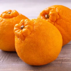 Shiranui Mandarin Tree -Nature Garden Store Shiranui Mandarin 4 FGT