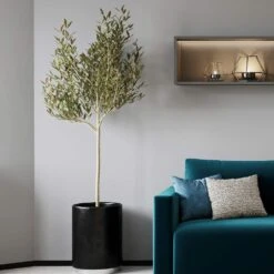 Sikitita Olive Tree 7 Sikitita Olive Tree -Nature Garden Store Sikitata Olive 2