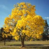 Yellow Trumpet Tree 1 Yellow Trumpet Tree -Nature Garden Store Silver Trumpet Tree FGT 600x600 a83e0fab f02d 4b44 8181 597614f3364d