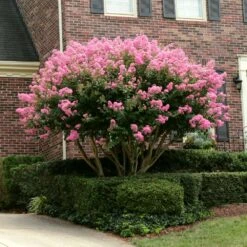 Sioux Crape Myrtle -Nature Garden Store Sioux Crape myrtle 2