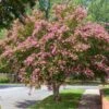 Sioux Crape Myrtle -Nature Garden Store Sioux Crape myrtle FGT 600x600 c3f26958 d4d9 4062 b2b6 fe702d4b6de9