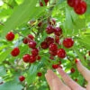 Skeena Cherry Tree 2 Skeena Cherry Tree -Nature Garden Store Skeena Cherry FGT 600X600 1304eed1 04ee 4e47 9ef3 8afb5cd1cf53