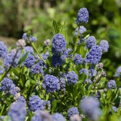 Skylark California Lilac 7 Skylark California Lilac -Nature Garden Store Skylark California Lilac 3 FGT