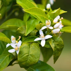 Smith Red Orange 11 Smith Red Orange -Nature Garden Store Smith Red Orange 7