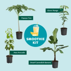 Papaya Tree 17 Papaya Tree -Nature Garden Store Smoothie Kit Graphic 11ae7b3b 499b 4165 a9bd 09be178c93af