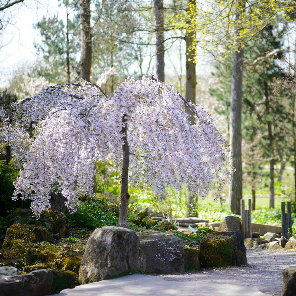 Snow Fountains® Weeping Cherry Tree 7 Snow Fountains® Weeping Cherry Tree - Image 5