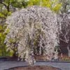 Snow Fountains® Weeping Cherry Tree -Nature Garden Store Snow Fountains Weeping Cherry FGT 600x600 b932e64b fb28 4b2a b164 ea90e6be8b0b