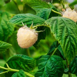 Snowbank White Blackberry Bush -Nature Garden Store Snowbank Blackberry 1