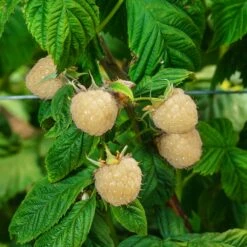 Snowbank White Blackberry Bush -Nature Garden Store Snowbank Blackberry 3