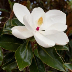 Southern Magnolia -Nature Garden Store Southern Magnolia 8 FGT