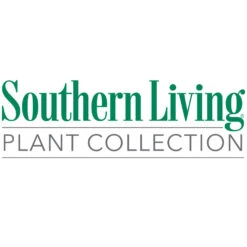 Purple Diamond® Semi-Dwarf Loropetalum -Nature Garden Store Southn Living 1000x1000 1a95cb8f a4fe 4b5b a3c7 dbc98b7cd7e5