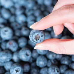 Spartan Blueberry Bush -Nature Garden Store Spartan Blueberry 5 FGT