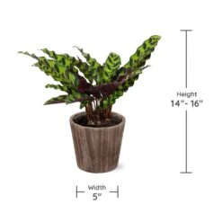 Calathea Rattlesnake With Decorative Pot -Nature Garden Store Specs