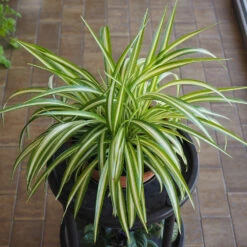 Spider Plant -Nature Garden Store Spider Plant 1