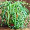Spider Plant -Nature Garden Store Spider Plant FGT 600x600 f8f5d6ea f043 4cae a4d9 2847d9e16047