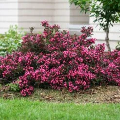 Spilled Wine® Weigela Shrub 9 Spilled Wine® Weigela Shrub -Nature Garden Store Spilled Wine Weigela 1 FGT