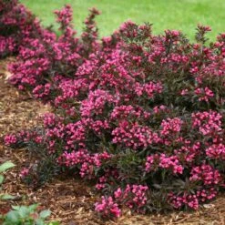 Spilled Wine® Weigela Shrub 8 Spilled Wine® Weigela Shrub -Nature Garden Store Spilled Wine Weigela 2 FGT