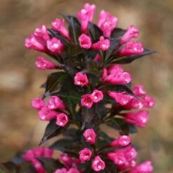 Spilled Wine® Weigela Shrub 10 Spilled Wine® Weigela Shrub -Nature Garden Store Spilled Wine Weigela 4 FGT