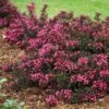 Spilled Wine® Weigela Shrub 2 Spilled Wine® Weigela Shrub -Nature Garden Store Spilled Wine Weigela FGT 600x600 6a7e16ef 4df8 48a5 bd38 030385ba4fb0