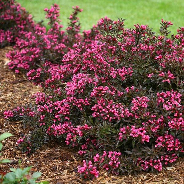 Spilled Wine® Weigela Shrub 3 Spilled Wine® Weigela Shrub