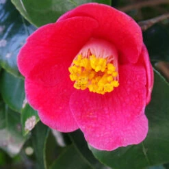 Spring's Promise Camellia Shrub 8 Spring's Promise Camellia Shrub -Nature Garden Store Springs Promise Camellia 1 FGT