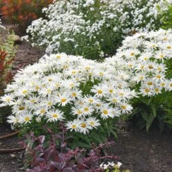 Amazing Daisies® ‘Spun Silk’ Shasta Daisy -Nature Garden Store Spun Silk Bananas 2