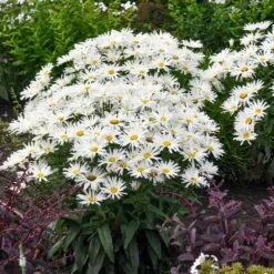 Amazing Daisies® ‘Spun Silk’ Shasta Daisy -Nature Garden Store Spun Silk Bananas 3