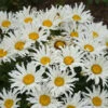 Amazing Daisies® ‘Spun Silk’ Shasta Daisy -Nature Garden Store Spun Silk Bananas 600x600 785a4f4b d4da 47c5 bb94 41e730a5336f