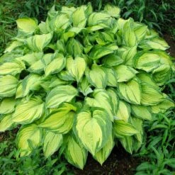 Stained Glass Hosta Plant -Nature Garden Store Stained Glass Hosta 1
