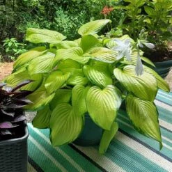 Stained Glass Hosta Plant -Nature Garden Store Stained Glass Hosta 3