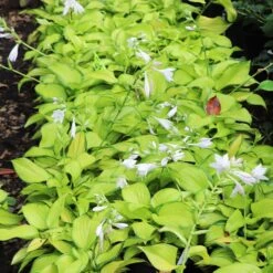 Stained Glass Hosta Plant -Nature Garden Store Stained Glass Hosta 6