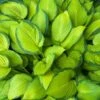 Stained Glass Hosta Plant 1 Stained Glass Hosta Plant -Nature Garden Store Stained Glass Hosta 600x600 96733d7b c145 4aa0 b915 65d84155cf32
