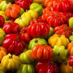 Star Cherry Tree (Pitanga) -Nature Garden Store Star Cherry 7 FGT