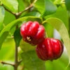 Star Cherry Tree (Pitanga) -Nature Garden Store Star Cherry FGT 600x600 f143a9b6 ebfe 4840 bad7 417d61a625e0