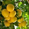 Star Ruby Grapefruit Tree 1 Star Ruby Grapefruit Tree -Nature Garden Store Star Grapefruit 3600x600jpg