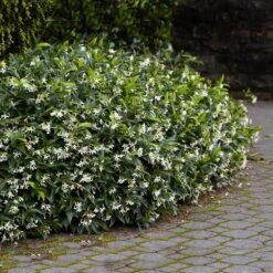 Star Jasmine -Nature Garden Store Star Jasmine 2 FGT