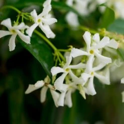 Star Jasmine -Nature Garden Store Star Jasmine 3