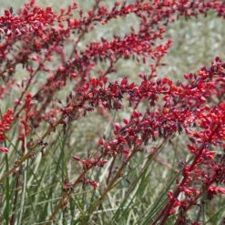 Dwarf Red Yucca Stoplights 9 Dwarf Red Yucca Stoplights -Nature Garden Store Stoplights Dwarf Hesperaloe 2