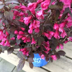 Stunner® Weigela -Nature Garden Store Stunner weigela 1