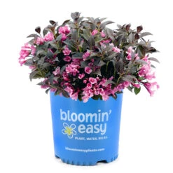 Stunner® Weigela -Nature Garden Store Stunner weigela 3