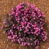 Stunner® Weigela -Nature Garden Store Stunner weigela 600x600 374f2660 7429 4603 bcb3 1c1dcc3fcbf2