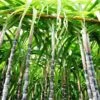 Sugar Cane -Nature Garden Store Sugar Cane FGT 600x600 d746ee37 7897 40e2 b285 c96169617267