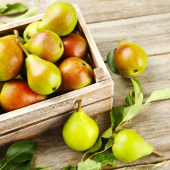 Summercrisp Pear Tree -Nature Garden Store Summercrisp Pear 3 FGT