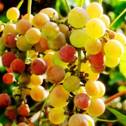 Summit Muscadine Grapes -Nature Garden Store Summit muscadine Grape 3