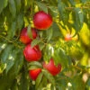Sunglo Nectarine Tree -Nature Garden Store Sunglo Nectarine 600x600 5ae169cd dbc8 4f76 9d24 636857ea7eea