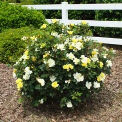 Sunny Knock Out® Rose -Nature Garden Store Sunny knockout rose Shrub 1 FGT