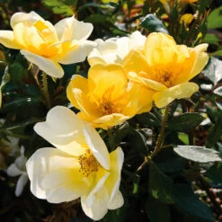Sunny Knock Out® Rose -Nature Garden Store Sunny knockout rose Shrub 3 FGT