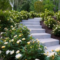 Sunny Knock Out® Rose -Nature Garden Store Sunny knockout rose Shrub 7 FGT