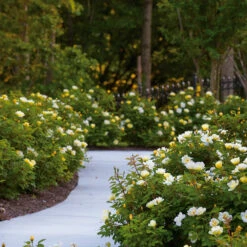 Sunny Knock Out® Rose -Nature Garden Store Sunny knockout rose Shrub 8 FGT