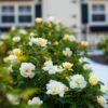 Sunny Knock Out® Rose -Nature Garden Store Sunny knockout rose Shrub FGT 600x600 72c70240 c500 4323 8aab 19d4bef391ee